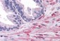 Goat Anti-ELMO2 Antibody